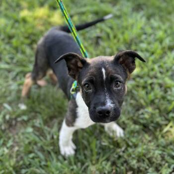 Rescue Mixed Breed Dogs for Adoption in Harrisburg, North Carolina - KJ Chester (CONC-A-8670) | PetCurious