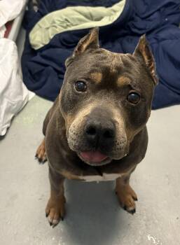 Rescue Pit Bull Terrier Dogs for Adoption in Mendham, New Jersey - Louie | PetCurious