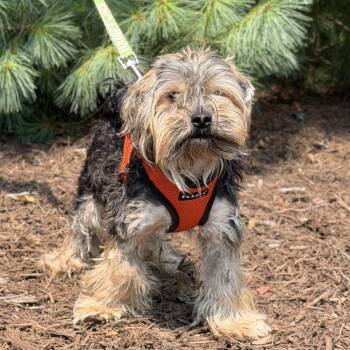 Max -  Yorkshire Terrier Dog for Adoption in East Hampton, New York - Max | PetCurious