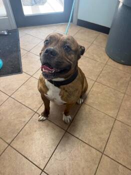 unknown Carolyn Drive -  Pit Bull Terrier Dog for Adoption in Marion, Ohio - Unknown Carolyn Drive | PetCurious