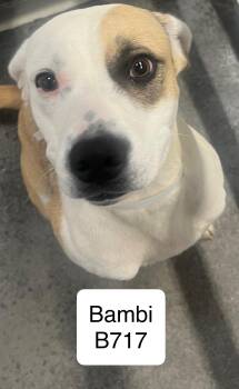 Rescue Labrador Retriever and Terrier Dogs for Adoption in Morganton, North Carolina - Bambi | PetCurious