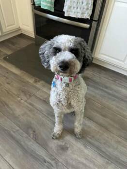 Poodle Dogs Available for Adoption in Mesa, Arizona - Barbie | PetCurious