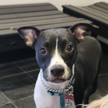 Liberty -  Terrier Dog for Adoption in Clearwater, Florida - Liberty | PetCurious