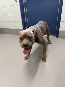 JEFFEREY -  Pit Bull Terrier and Mixed Breed Dog for Adoption in Corpus Christi, Texas - JEFFEREY | PetCurious