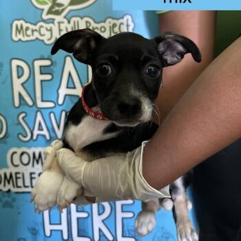 Jetsam -  Miniature Pinscher and Chihuahua Dog for Adoption in Tampa, Florida - Jetsam | PetCurious