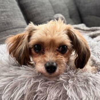 Clementine -  Maltese and Shih Tzu Dog for Adoption in Calgary, Alberta - Clementine | PetCurious