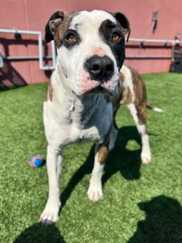 Pit Bull Terrier and Bull Terrier Dogs Available for Adoption in San Francisco, California - PINTO | PetCurious