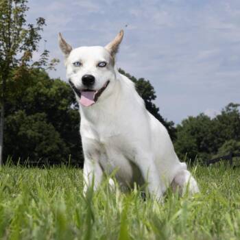 Hooch -  Mixed Breed Dog for Adoption in Franklin, Tennessee - Hooch | PetCurious