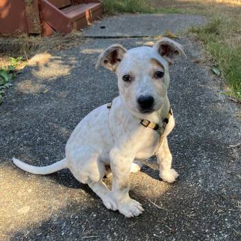 Hilo (Lacy, WA) -  Australian Cattle Dog Blue Heeler and Pit Bull Terrier Dog for Adoption in Mount Vernon, Washington - Hilo (Lacy, WA) | PetCurious