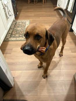 Tucker -  Labrador Retriever and Rhodesian Ridgeback Dog for Adoption in Springville, New York - Tucker | PetCurious