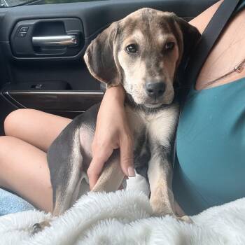 KitKat -  Hound and Yellow Labrador Retriever Dog for Adoption in Columbia, Maryland - KitKat | PetCurious