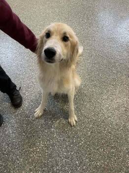 Rescue Great Pyrenees and Golden Retriever Dogs for Adoption in Frankfort, New York - Teddy | PetCurious