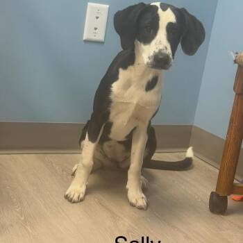 Sally -  Coonhound Dog for Adoption in Ulster, Pennsylvania - Sally | PetCurious