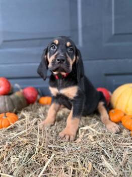 Baby Bird -  Black And Tan Coonhound and Labrador Retriever Dog for Adoption in Dysart, Iowa - Baby Bird | PetCurious