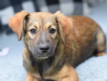 Rescue Cairn Terrier and Terrier Dogs for Adoption in Conroe, Texas - Wynonna (Amie