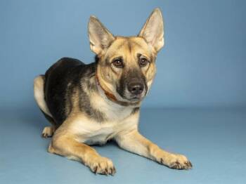 LIL STEPPER -  German Shepherd Dog Dog for Adoption in Phoenix, Arizona - LIL STEPPER | PetCurious