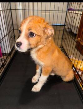 Mattie -  Australian Shepherd and Mixed Breed Dog for Adoption in Hortense, Georgia - Mattie | PetCurious