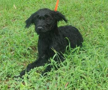 260781  Tiny -  Poodle and Rottweiler Dog for Adoption in Wetumpka, Alabama - 260781  Tiny | PetCurious