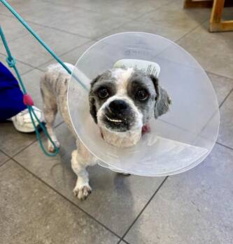 Gizmo -  Shih Tzu and Mixed Breed Dog for Adoption in Los Angeles, California - Gizmo | PetCurious