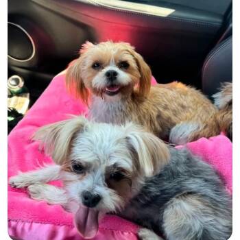 Oliver/Finnegan -  Shih Tzu and Yorkshire Terrier Dog for Adoption in Wever, Iowa - Oliver/Finnegan | PetCurious