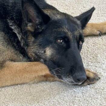 Ginger -  German Shepherd Dog Dog for Adoption in Raleigh, North Carolina - Ginger | PetCurious
