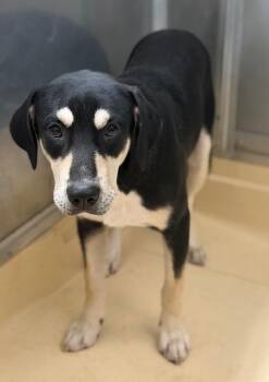 BOSS -  Black Labrador Retriever and Mixed Breed Dog for Adoption in Burgaw, North Carolina - BOSS | PetCurious