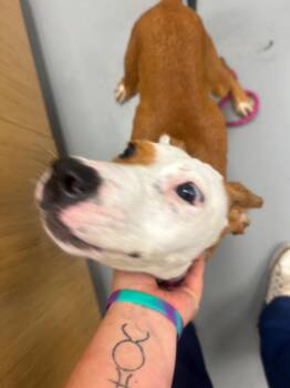 Noodle -  Pug and Terrier Dog for Adoption in Hartsville, South Carolina - Noodle | PetCurious