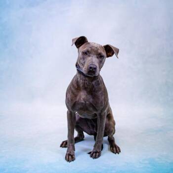 Pen 116 Xena -  Pit Bull Terrier Dog for Adoption in Lawrenceville, Georgia - Pen 116 Xena | PetCurious