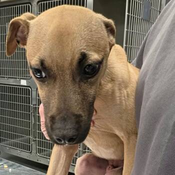 Marmaduke -  Mixed Breed Dog for Adoption in Martinsville, Virginia - Marmaduke | PetCurious