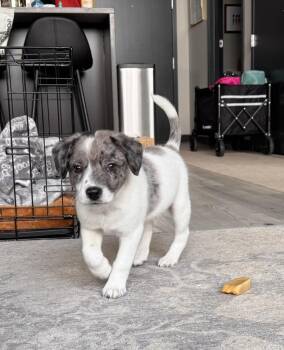 Australian Shepherd Dogs Available for Adoption - Alpine (A-Litter) | PetCurious