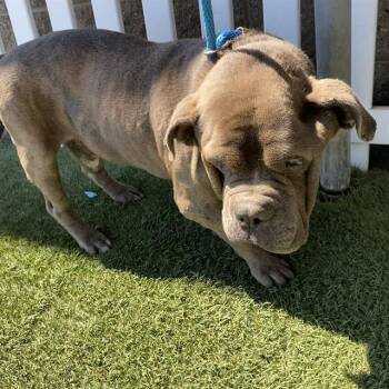MOTO MOTO -  American Bulldog and Mixed Breed Dog for Adoption in Modesto, California - MOTO MOTO | PetCurious