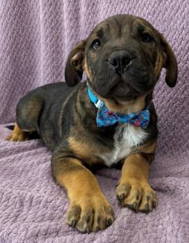 Bullmastiff and Pit Bull Terrier Dogs Available for Adoption in Lodi, California - Bruno | PetCurious