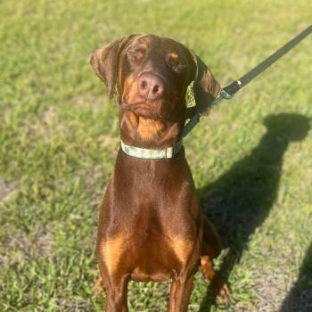 Doberman Pinscher Dogs Available for Adoption in Knoxville, Tennessee - Rudy | PetCurious
