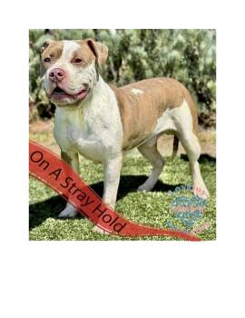 Rescue Pit Bull Terrier Dogs for Adoption in Inglewood, California - Balboa COH | PetCurious