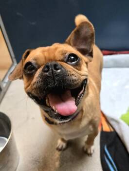 Chickpea -  Pug Dog for Adoption in Bellingham, Washington - Chickpea | PetCurious