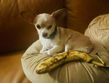 Ace #4 -  Chihuahua Dog for Adoption in Denver, Colorado - Ace #4 | PetCurious