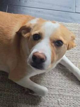 Liberty (3 Years Old) Courtesy Post -  Pit Bull Terrier and Husky Dog for Adoption in Albany, New York - Liberty (3 Years Old) Courtesy Post | PetCurious