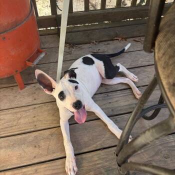 Flossie Mae only 25 lbs -  Mixed Breed Dog for Adoption in Parrish, Alabama - Flossie Mae Only 25 Lbs | PetCurious