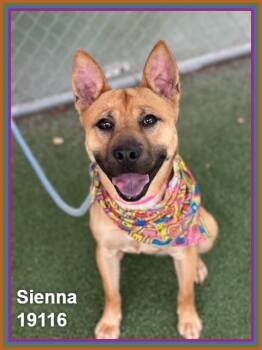 Shepherd and Shiba Inu Dogs Available for Adoption in Marietta, Georgia - SIENNA | PetCurious