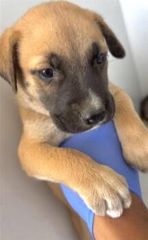 A659239 -  Black Mouth Cur Dog for Adoption in Houston, Texas - A659239 | PetCurious