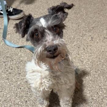 Schnoodle Dogs Available for Adoption - Edwin | PetCurious