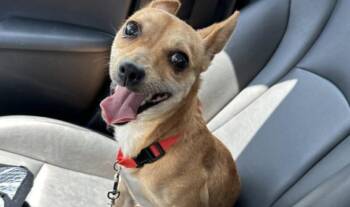Rescue Chihuahua and Australian Terrier Dogs for Adoption in Houston, Texas - Louie | PetCurious