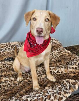 Rescue Mixed Breed Dogs for Adoption in Pass Christian, Mississippi - Claire | PetCurious