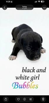 Mixed Breed Dogs Available for Adoption in Holly Springs, North Carolina - Bubbles - Nemo Litter | PetCurious