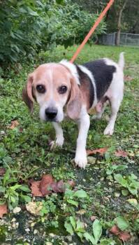 Copper -  Beagle Dog for Adoption in Aurora, Illinois - Copper | PetCurious