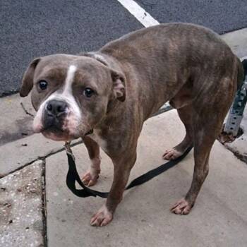 Heath -  Pit Bull Terrier and Mixed Breed Dog for Adoption in Oak Park, Illinois - Heath | PetCurious