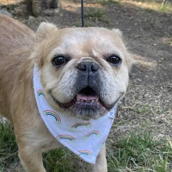 Rescue French Bulldog Dogs for Adoption in Cupertino, California - NICOLE | PetCurious