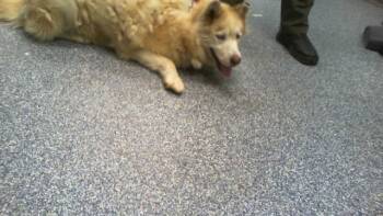 ANASTASIA -  Siberian Husky Dog for Adoption in Charlotte, North Carolina - ANASTASIA | PetCurious