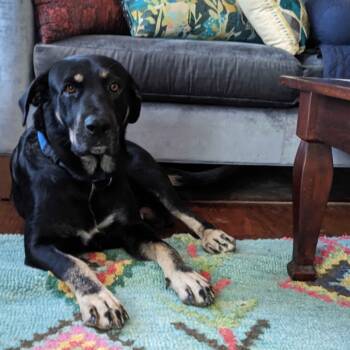 Rescue Hound Dogs for Adoption in Jersey City, New Jersey - Nico Hischier | PetCurious