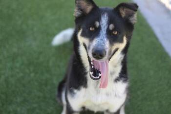 Australian Shepherd and Mixed Breed Dogs Available for Adoption in Grand Prairie, Texas - LADY BARKINGTON | PetCurious